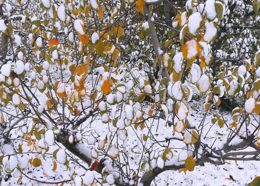 śnieg oblepia liscie jabłoni
