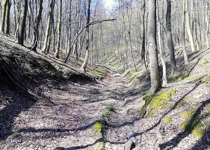 Wąwóz w lesie grabowym 