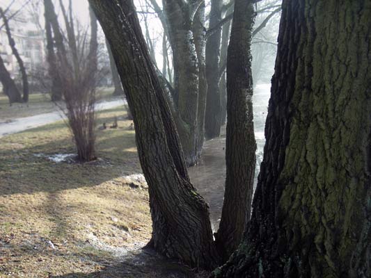Drzewa w zimowym parku