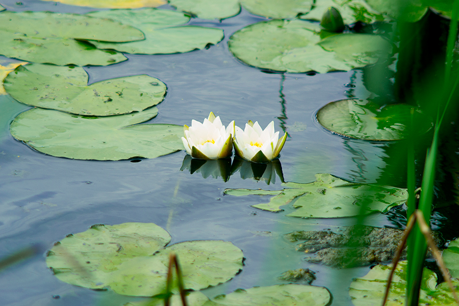 Dwa kwiaty lilii wodnych