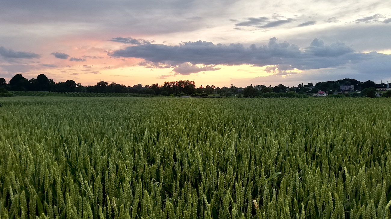 Grzęda Sokalska pole peszzenicy