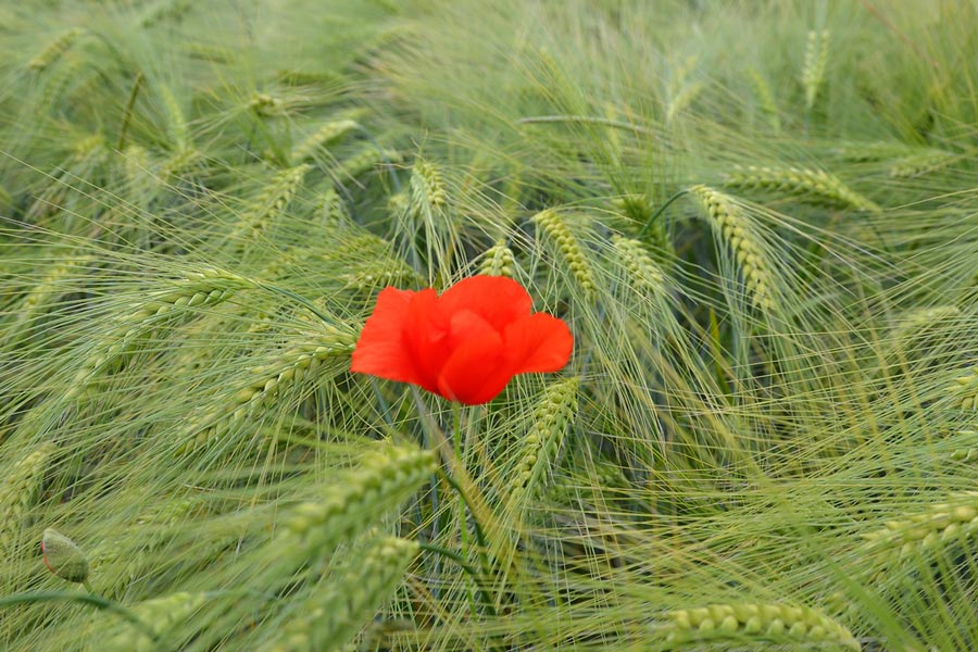 kwiat maku na polu ze zbożem - jeczmień