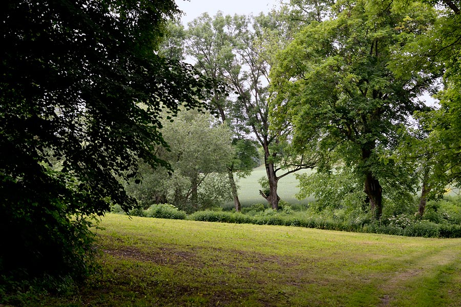 łaka i drzewa w parku pałacowym