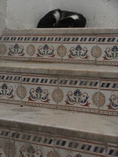  kot iśpi na murku  ozdobionym  kafelkami w typowy dla Tunezji wzór