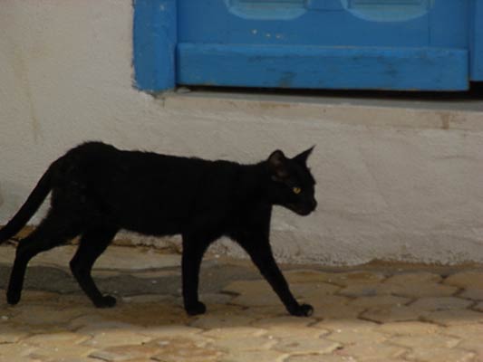 zwierzęta domowe w Tunezji