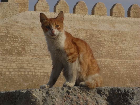 rudy kot na murach obronnych