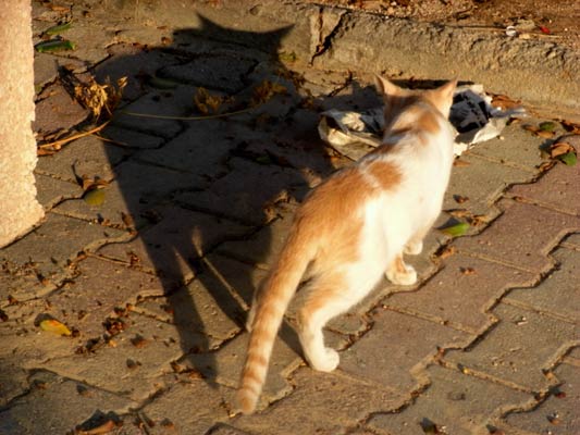 kot i Tunezja o zachodzie słońca zjada swoja kolację