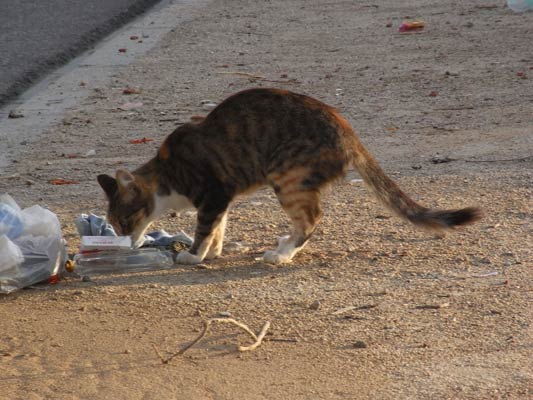 kot przeszukujący śmieci Tunezja 