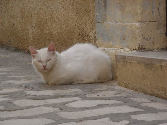 biały kot drzemie na ulicy Tunezja 