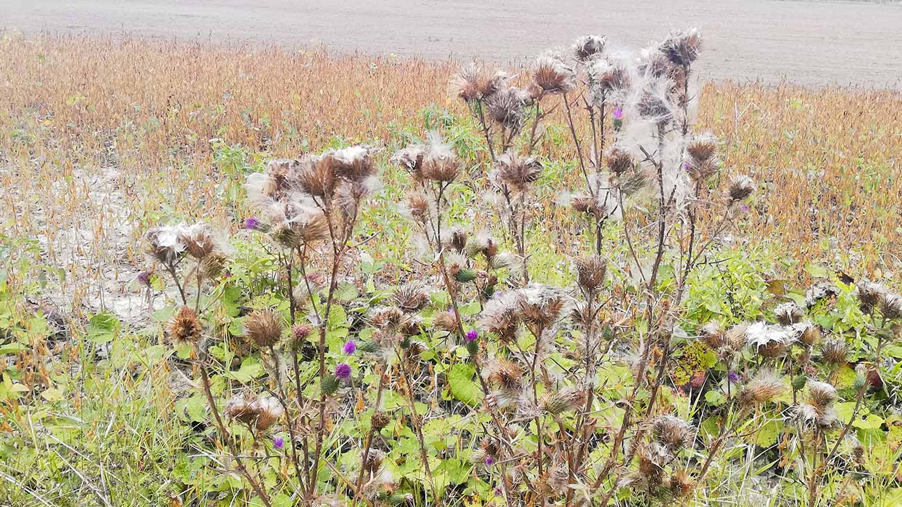 Oset w polu rozsiewa się