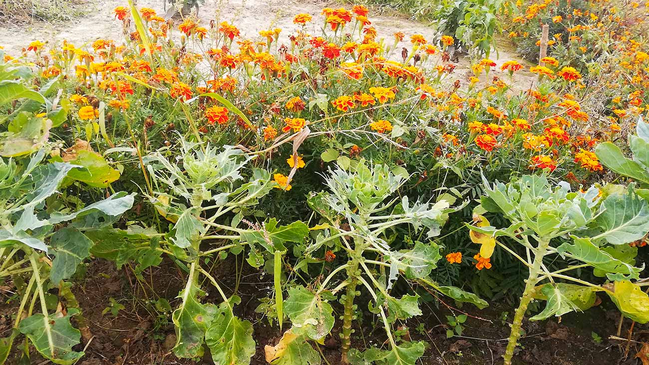 ogród z brukselkami