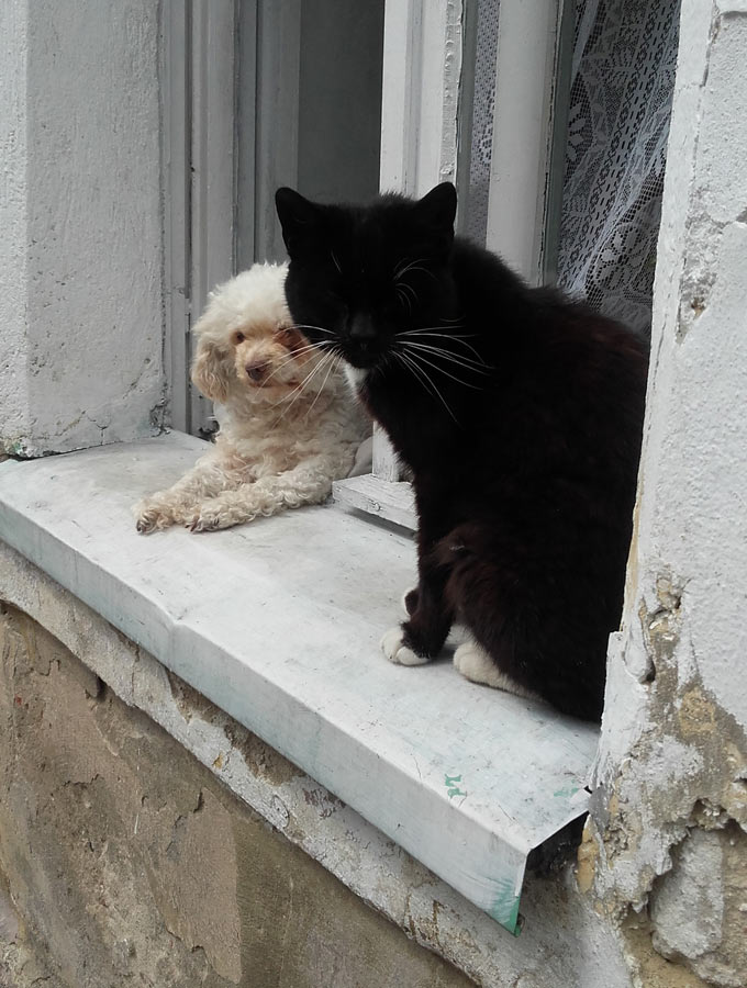 pies i kot w oknie domu