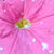 letni blog, pe�en s�o�ca