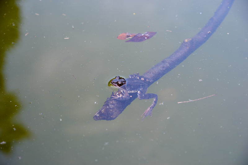 brązowa żaba siedzi na patyku