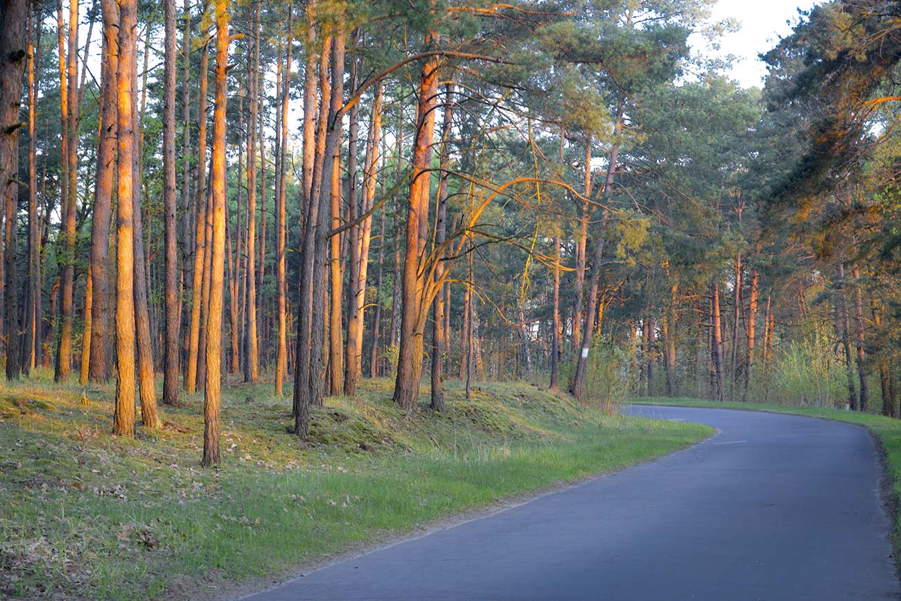 sosny na zakręcie drogi prowadzacej przez las
