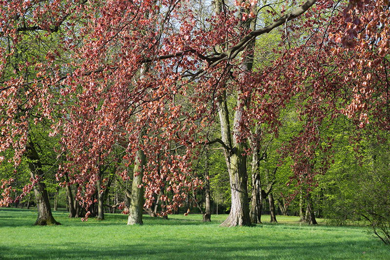 park i drzewo z czerwonymi liśćmi