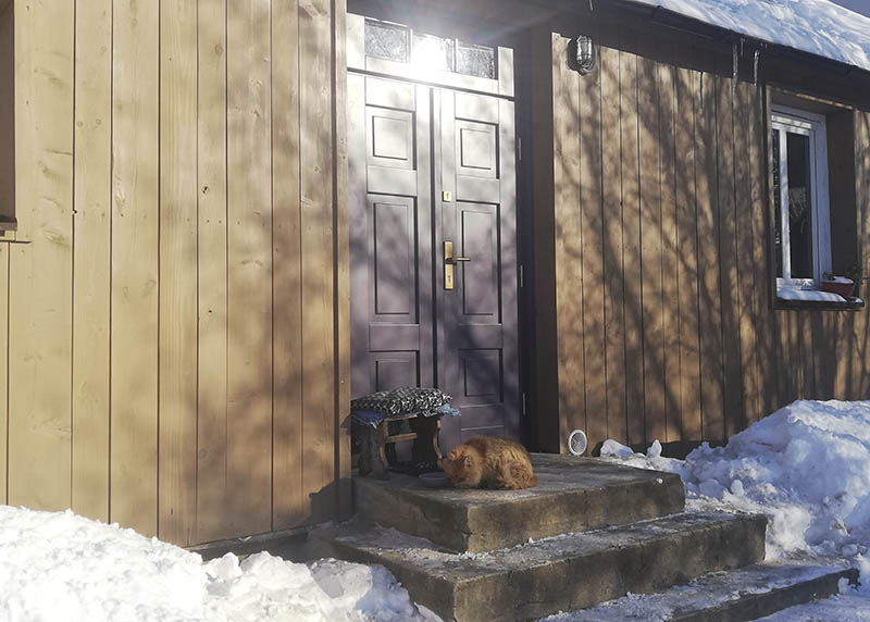 Kot siedzący  na schodach zimą