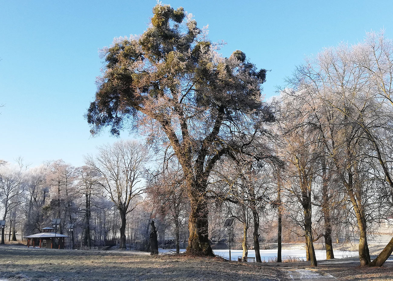 zimowy park i potężne dzewo z jemiołą