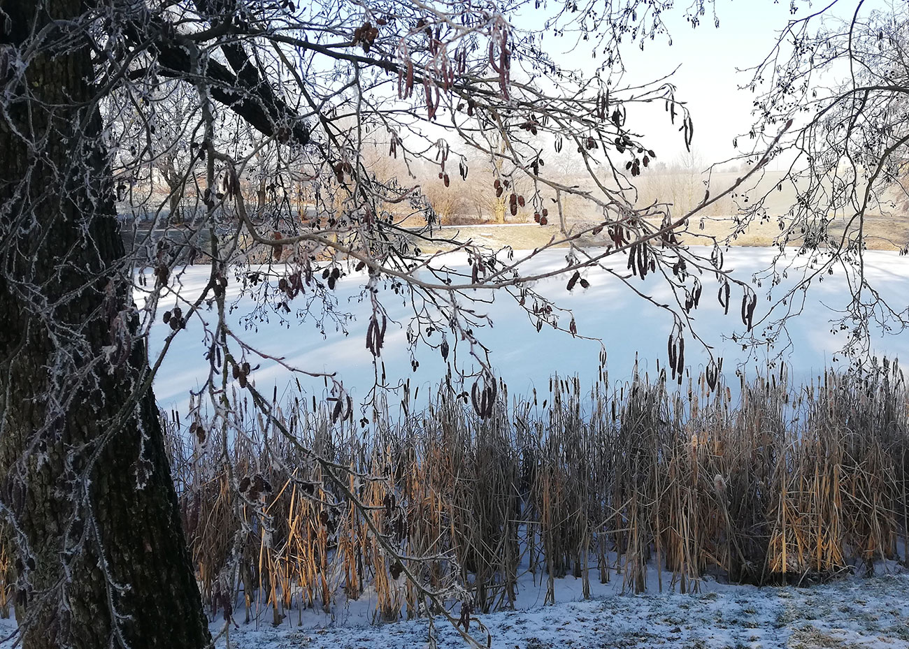  Zamarzniety sztaw otoczony drzewami. 