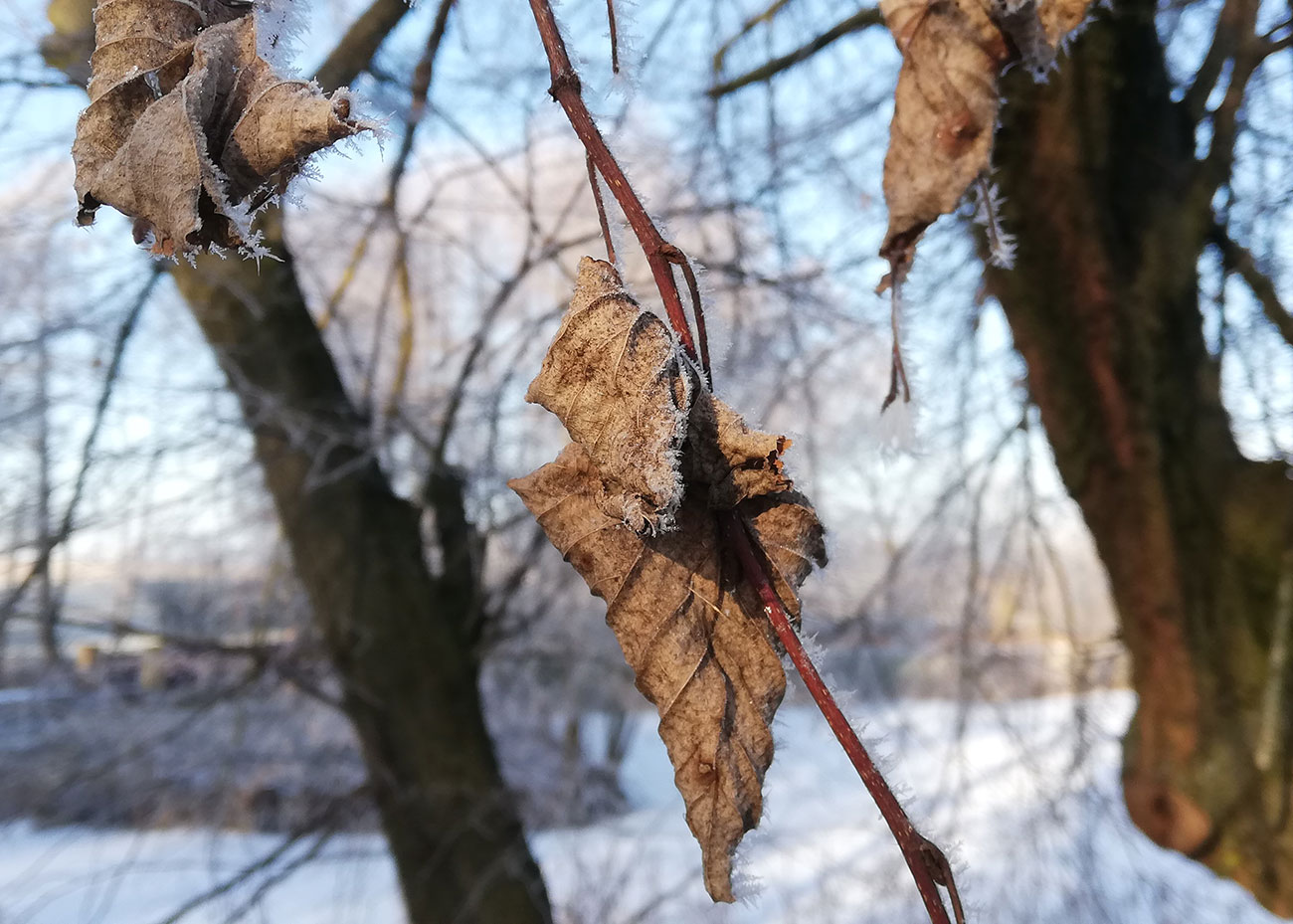 Brązowe liście pokryte szronem