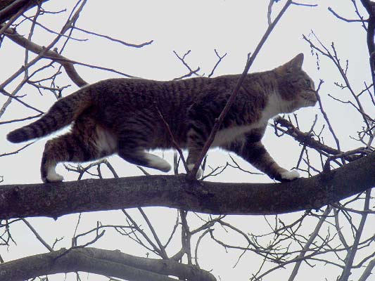 kot na polowaniu