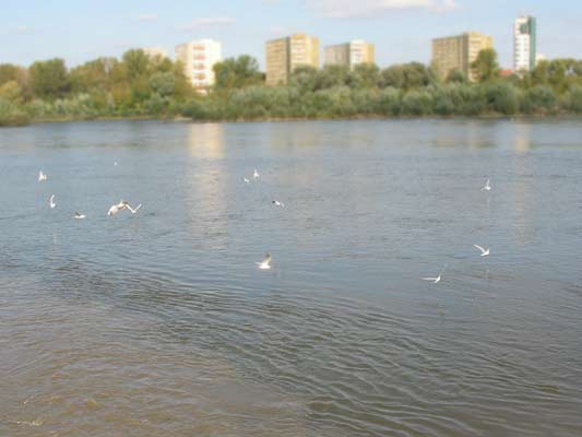 Rybitwy krążą nad rzeką Wisłą