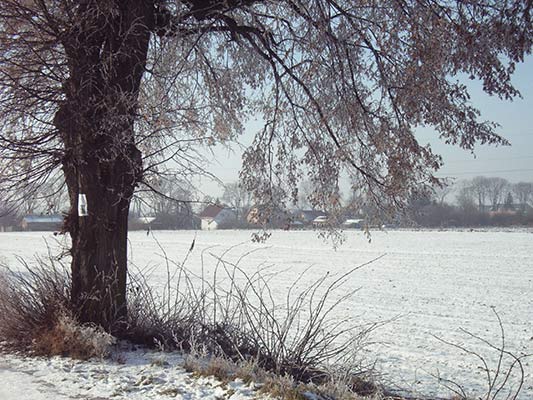 zima Kalinowice