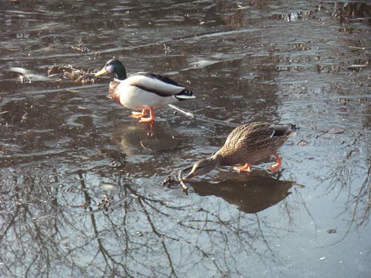 rozmarzający lód na stawie, a na nim para kaczek